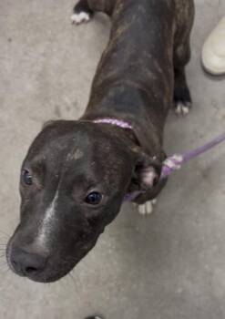 Wonder Woman -  Mixed Breed Dog for Adoption in West Chester, Pennsylvania - Wonder Woman | PetCurious