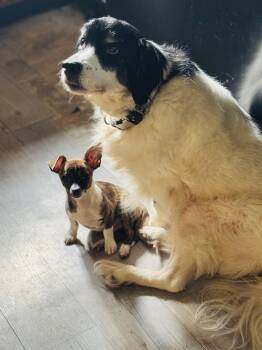 Chihuahua Dogs Available for Adoption in Jefferson Hills, Pennsylvania - Pedro | PetCurious