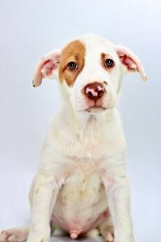 Jarod -  Labrador Retriever and Mixed Breed Dog for Adoption in Morton Grove, Illinois - Jarod | PetCurious