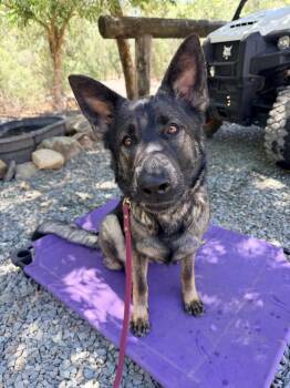 Sig -  German Shepherd Dog Dog for Adoption in Shingle Springs, California - Sig | PetCurious