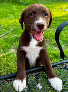 Gucci -  Siberian Husky and English Springer Spaniel Dog for Adoption in New Baltimore, Michigan - Gucci | PetCurious