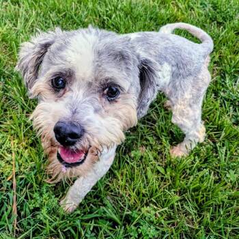 Bonjour (Murphy) -  Miniature Poodle and Mixed Breed Dog for Adoption in Houston, Texas - Bonjour (Murphy) | PetCurious