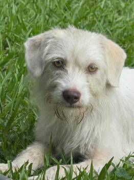 Pearl -  Terrier Dog for Adoption in Elkton, Maryland - Pearl | PetCurious