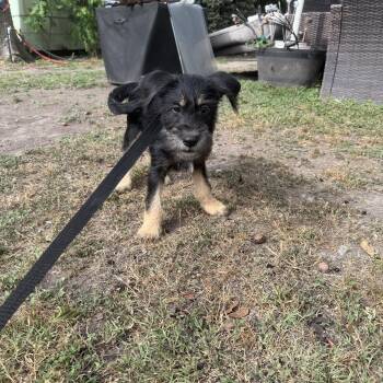 Schnauzer Dogs Available for Adoption - Scout | PetCurious