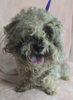 Christi (foster needed) -  Cockapoo and Poodle Dog Available for Adoption in New York, New York - Christi (foster Needed) | PetCurious
