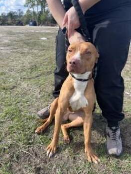 DUKE CAMDEN -  Pit Bull Terrier Dog for Adoption in Woodbine, Georgia - DUKE CAMDEN | PetCurious