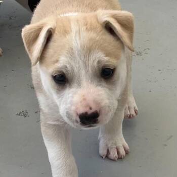 Mixed Breed Dogs Available for Adoption in San Francisco, California - Harold | PetCurious