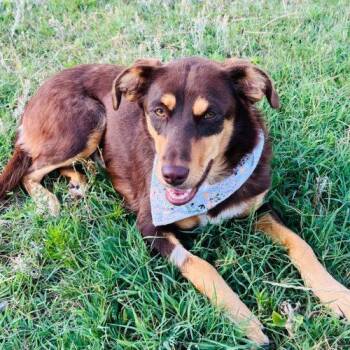 Brisa AKA Bree -  Australian Shepherd Dog for Adoption in Sanford, North Carolina - Brisa AKA Bree | PetCurious