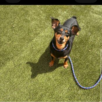 Miniature Pinscher and Dachshund Dogs Available for Adoption in Brooksville, Florida - AMBER | PetCurious