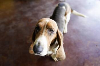 Basset Hound Dogs Available for Adoption in San Antonio, Texas - Inspector Gadget | PetCurious