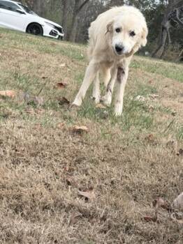 Rescue Great Pyrenees and Mixed Breed Dogs for Adoption in Gastonia, North Carolina - 59785750 | PetCurious