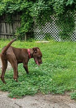 Emily - Local Foster -  Pit Bull Terrier Dog for Adoption in Princeton, Massachusetts - Emily - Local Foster | PetCurious