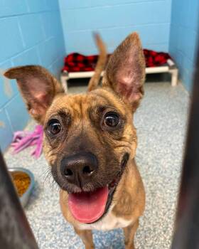 Bella -  Rat Terrier Dog for Adoption in Stillwater, Oklahoma - Bella | PetCurious
