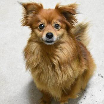 Prince -  Pomeranian Dog for Adoption in Columbus, North Carolina - Prince | PetCurious