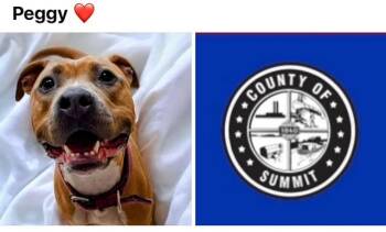 PEGGY -  Pit Bull Terrier Dog for Adoption in Akron, Ohio - PEGGY | PetCurious