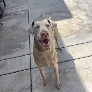Maverick (was Hopscotch) -  Doberman Pinscher Dog for Adoption in Westminster, California - Maverick (was Hopscotch) | PetCurious