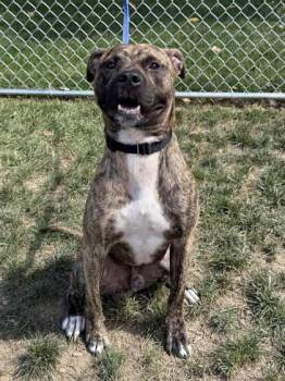 Rescue Mixed Breed Dogs for Adoption in West Chester, Pennsylvania - Turner | PetCurious