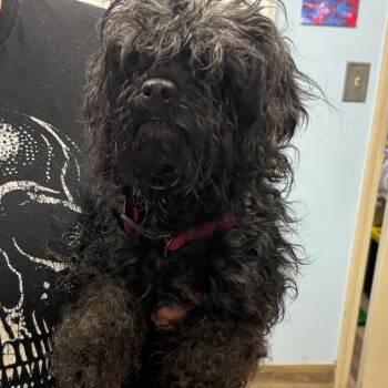 Tammy -  Maltese and Mixed Breed Dog for Adoption in Henderson, Kentucky - Tammy | PetCurious