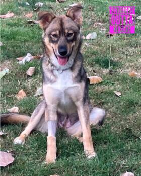 Freida -  Shepherd Dog for Adoption in Vancouver, British Columbia - Freida | PetCurious