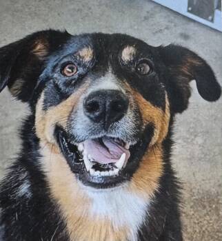 Rescue Border Collie Dogs for Adoption in Fort Madison, Iowa - Mac | PetCurious