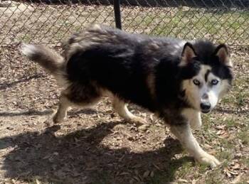 Catalina -  Siberian Husky and Mixed Breed Dog for Adoption in Conway, South Carolina - Catalina | PetCurious