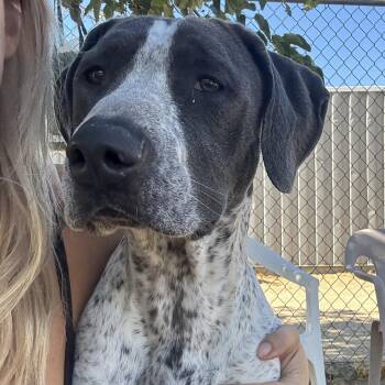 Rescue German Shorthaired Pointer Dogs for Adoption in Littlerock, California - Miller | PetCurious