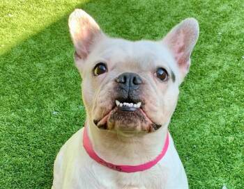 A553225 -  French Bulldog and Mixed Breed Dog for Adoption in Moreno Valley, California - A553225 | PetCurious