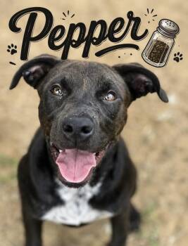 Pepper -  Mixed Breed Dog for Adoption in Corning, Arkansas - Pepper | PetCurious