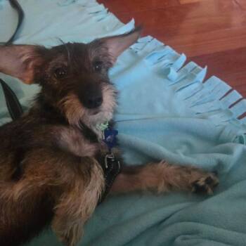 Cecilia -  Terrier and Mixed Breed Dog for Adoption in Campton Hills, Illinois - Cecilia | PetCurious