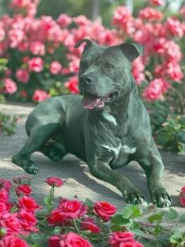 Pit Bull Terrier Dogs Available for Adoption - NIKO | PetCurious