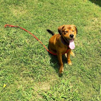 Bigfoot -  Mixed Breed Dog for Adoption in Chattanooga, Tennessee - Bigfoot | PetCurious