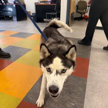 Chyna -  Husky Dog for Adoption in Philadelphia, Pennsylvania - Chyna | PetCurious