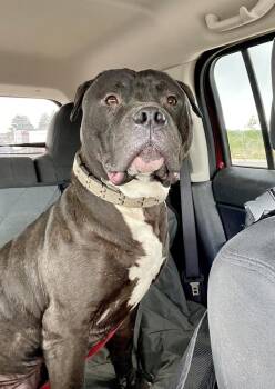 American Bully and Pit Bull Terrier Dogs Available for Adoption - Mambo | PetCurious