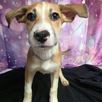 Jack -  Cattle Dog and Mixed Breed Dog for Adoption in Fort Collins, Colorado - Jack | PetCurious