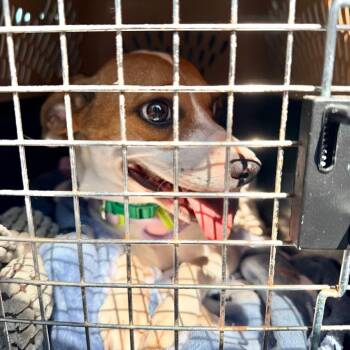 Frannie -  Rat Terrier Dog for Adoption - Frannie | PetCurious