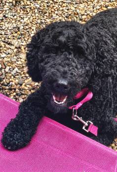 Char -  Goldendoodle and Labradoodle Dog for Adoption in Cedar Rapids, Iowa - Char | PetCurious