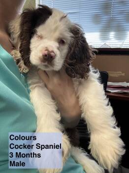 Rescue Cocker Spaniel Dogs for Adoption in Blue Springs, Missouri - Colours | PetCurious