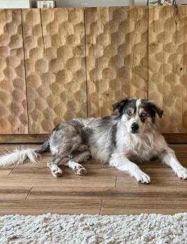 Rescue Australian Shepherd Dogs for Adoption in Ontario, California - Daniel NC | PetCurious