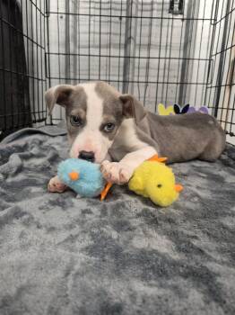 Pit Bull Terrier Dogs Available for Adoption in Dover, Arkansas - Roger | PetCurious