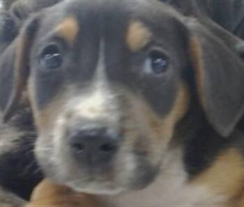 Hound Dogs Available for Adoption in Oklahoma City, Oklahoma - A475373 | PetCurious