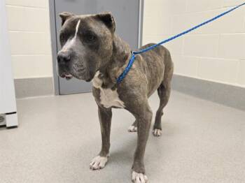 Rescue Pit Bull Terrier Dogs for Adoption in Auburn, California - JOHN HANCOCK | PetCurious