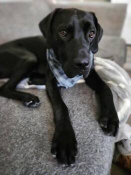 Rescue Great Dane Dogs for Adoption in Bullard, Texas - Ringo | PetCurious