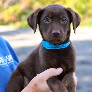 CT Gouda avail Oct 10 (Petco- Enfield, CT) -  Chocolate Labrador Retriever Dog for Adoption in Eastford, Connecticut - CT Gouda Avail Oct 10 (Petco- Enfield, CT) | PetCurious
