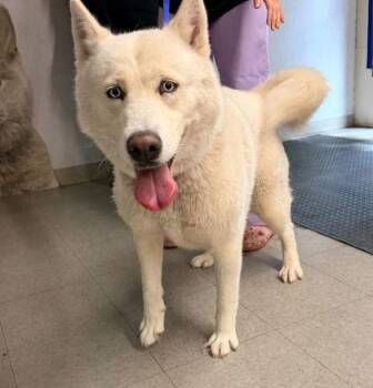 Snowy -  Siberian Husky and Mixed Breed Dog for Adoption in Hobart, Indiana - Snowy | PetCurious