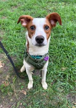 Cilantro -  Australian Shepherd Dog for Adoption in Minneapolis, Minnesota - Cilantro | PetCurious