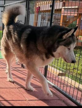 Rescue Siberian Husky Dogs for Adoption in Washington Court House, Ohio - Sitka | PetCurious