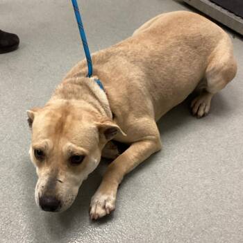 Shepherd Dogs Available for Adoption - Tyanna | PetCurious