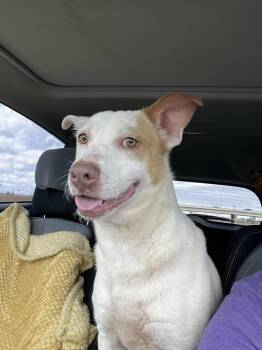 Mixed Breed Dogs Available for Adoption in Arundel, Maine - Gemma - In Maine | PetCurious