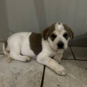 Sorbet -  Catahoula Leopard Dog Dog for Adoption in Morganton, North Carolina - Sorbet | PetCurious