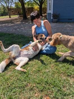 Hound Dogs Available for Adoption in Dallas, Texas - Ruby | PetCurious